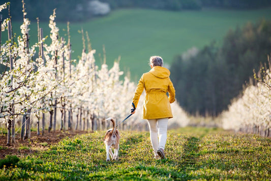 Rear view of senior woman on a walk with her pet dog in a field