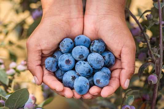 farmers hands holding blueberries holistic diet