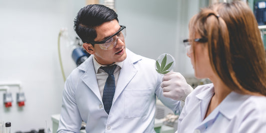 Scientist examining hemp leaf for research