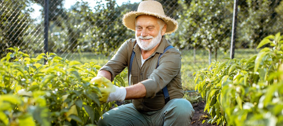 older adult enjoying benefits of his vegetable garden